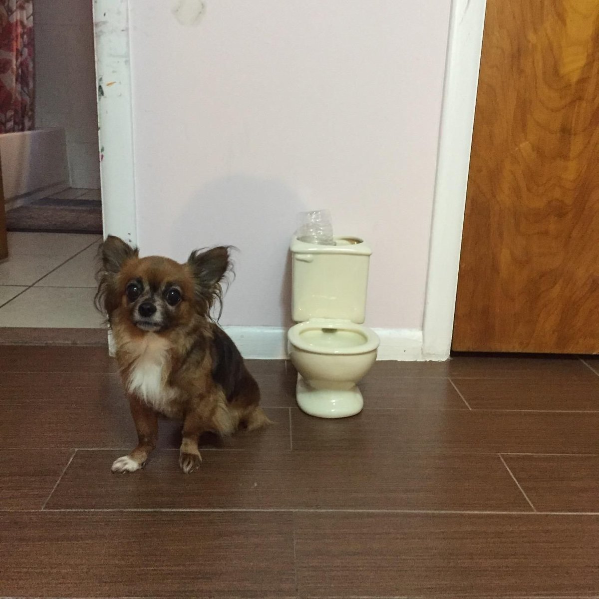 cursed_presents's tweet photo. Toilet Bowl Dog and Cat Fountain 🚽

#cursedpresents #cursed #fountain

https://t.co/UmuX7n0zBp https://t.co/DYHVpeufyp