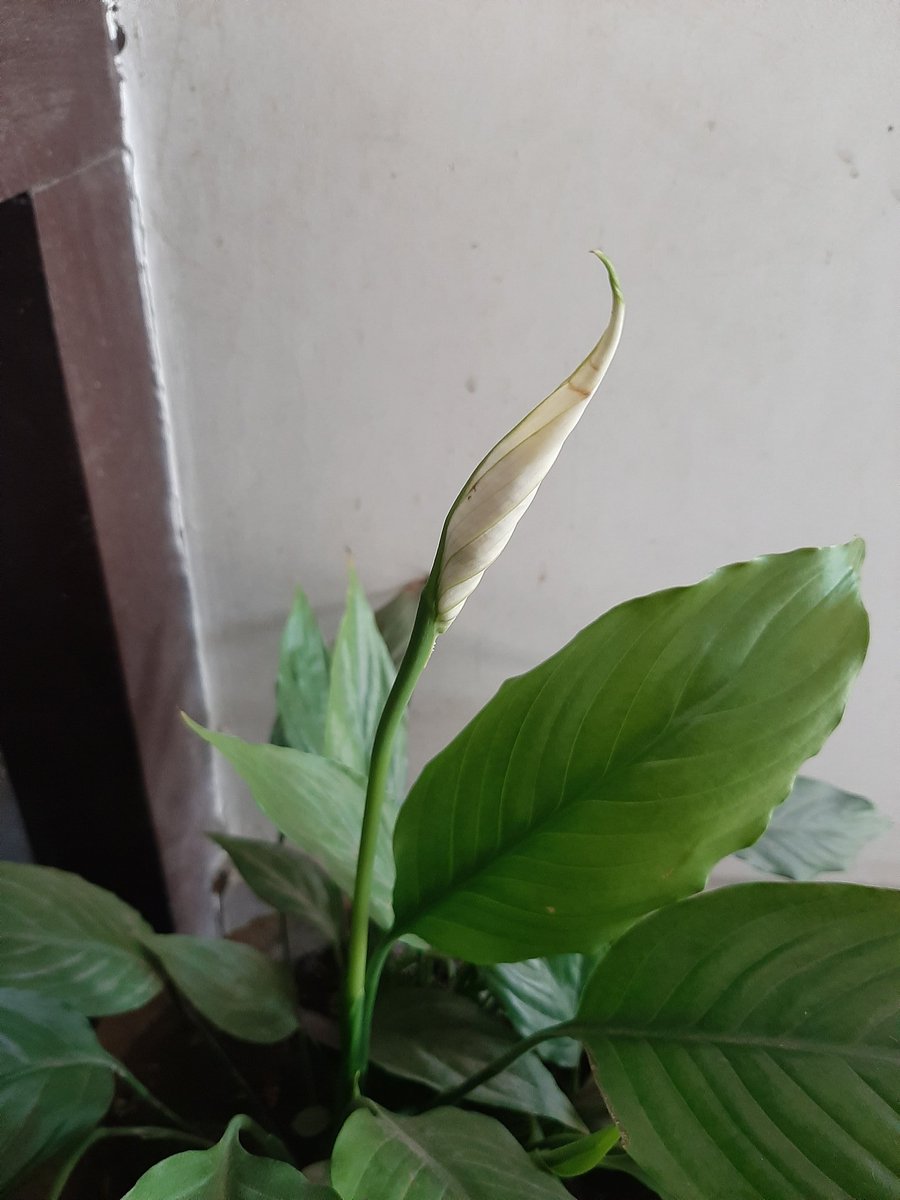 Mukum3's tweet photo. Little things are enough to brighten up your mood...... #Spring https://t.co/QTbULzAWG5