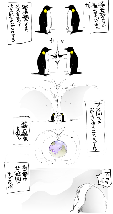 今日のペンギン14「オス同士で争うショウテイペンギン」 