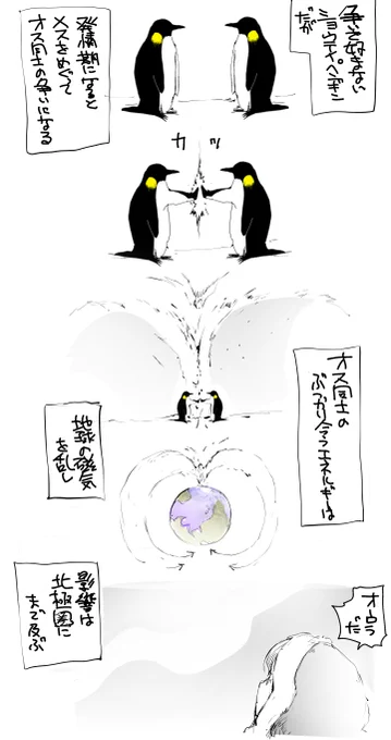 今日のペンギン14「オス同士で争うショウテイペンギン」 