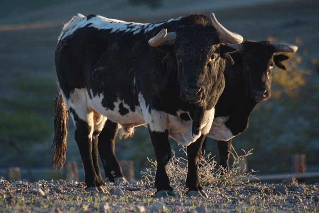 17- Néctar, hijo del 67-Golfo...Maravillas de Ruchena.
Reposted from <a href="/JodaryRuchena/">Jodar y Ruchena</a>