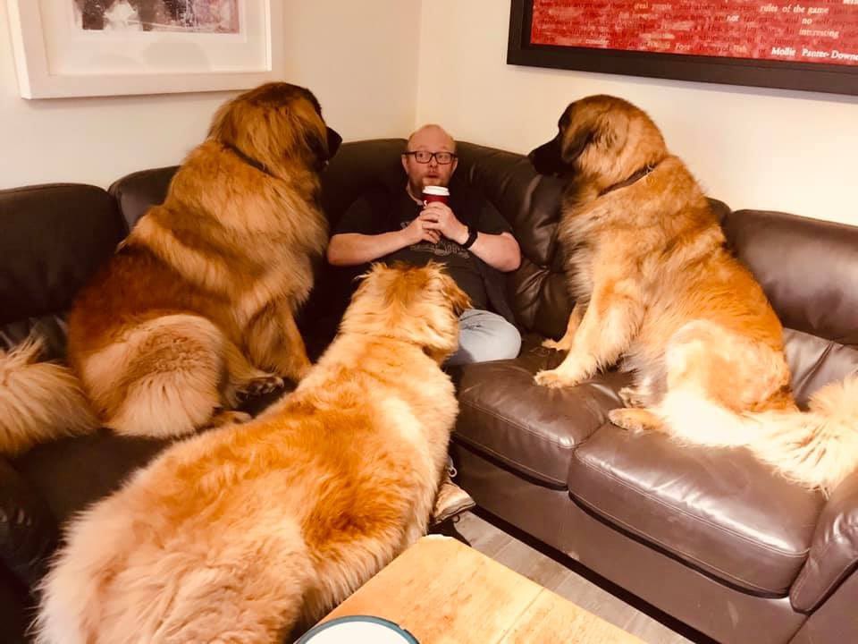 DeeEmm's tweet photo. @CannockPolice @IcelandFoods Is that a Leonberger??? https://t.co/mUvm5UuS8V