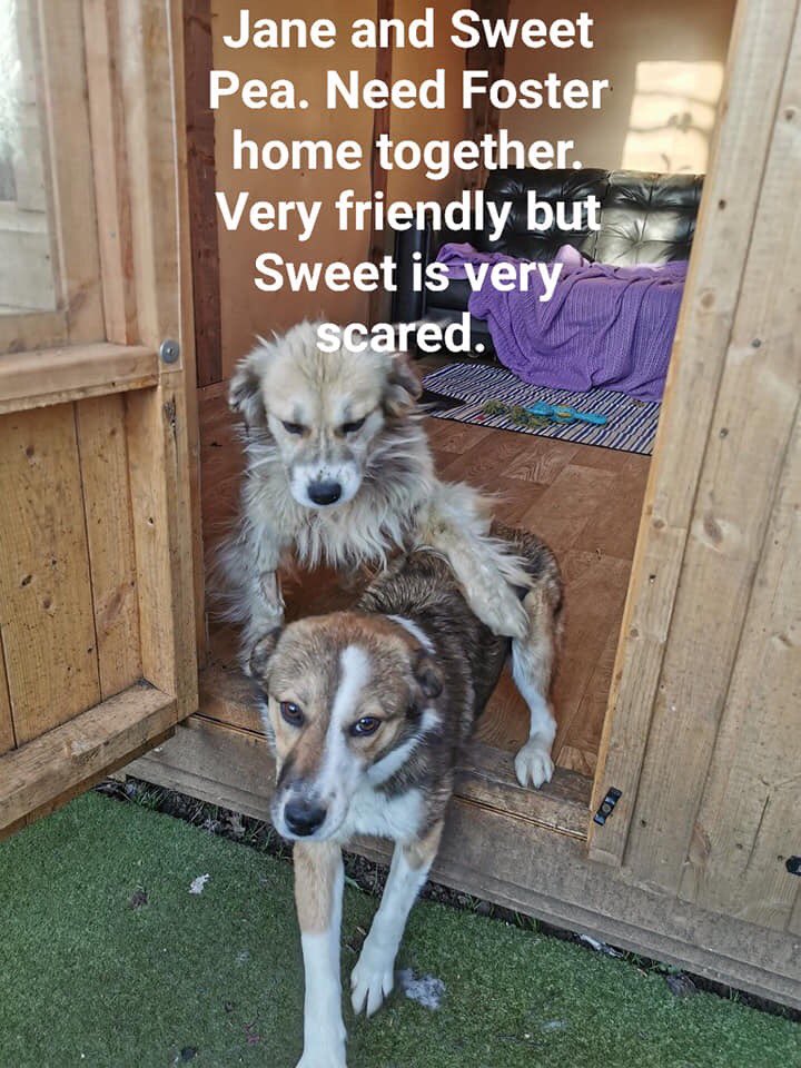 27reasonstorock's tweet image. Gorgeous guys so sweet desperate for a #Foster home please help if you can your retweets will find someone #TeamZay #FosterFirst @FOSTERFIRST1 #FridayFeeling #Northeast #northwest #SoutheastStrong #Southwest #midlandshour #dogsoftwitter #weekend #FridayMotivation #dogs pls help