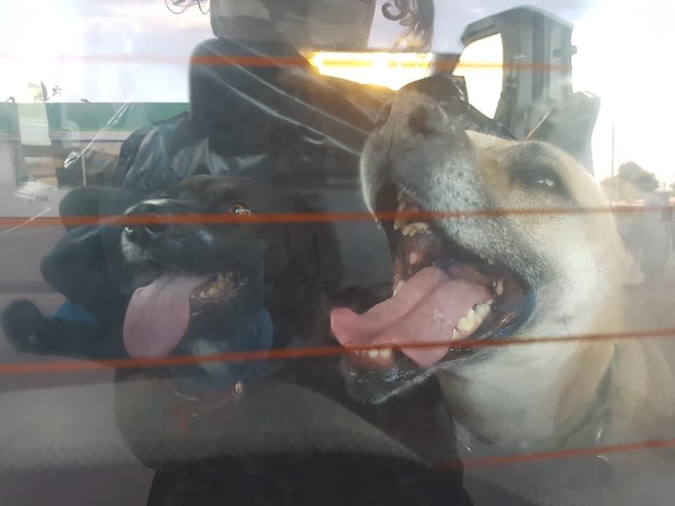 Amores_Peludos's tweet photo. Un abrazo enorme para su familia y un gracias inmenso a Susana, Elena y Sara por cuidar de todos los animales y Virgi estos dias, y otra gracias inmenso para Manuel, Elena, Arancha, y Lauri por ocuparse de sacar los perros y gatos de donde Virgi, https://t.co/HtVjHesAyT