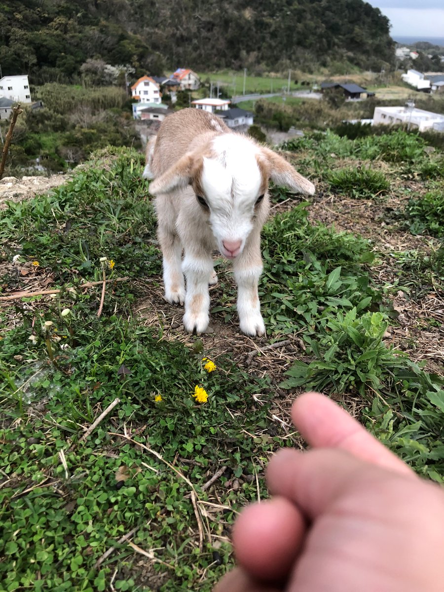 知り合いのところで子ヤギさんが生まれた かわいさの暴力すぎてメロメロになる人々 この角で挨拶がわりに突き刺してきます Togetter 知り合いのところで子ヤギさんが生まれた かわいさの暴力すぎてメロメロになる人々 この角で挨拶がわりに突き刺してきます Togetter