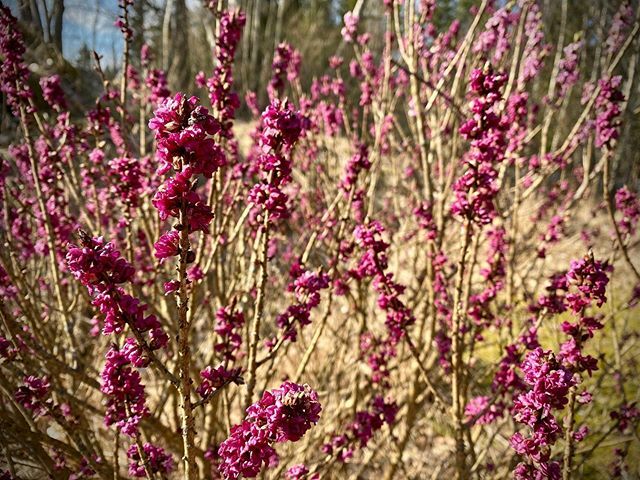 taavola's tweet photo. Fjärilsbusken blommar och det doftar i hela trädgården! 🌺 https://t.co/2Jy5RltfjM https://t.co/wZjJ2p793e