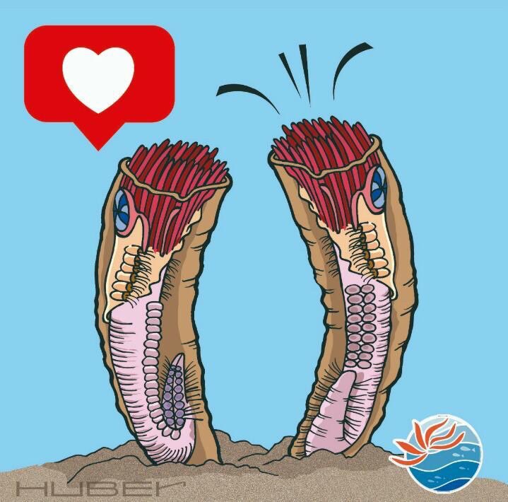 anellides's tweet photo. Nuestros amigos de Marine Life for kids de #Brasil nos han hecho nuestro símbolo #serpulavermicularis 👏🏾👏🏾 a que es bonita? Muchísimas gracias por este gran detalle!! Y nosotras como los anélidos #NosQuedamosEnCasa https://t.co/YQ0Bjfexkt