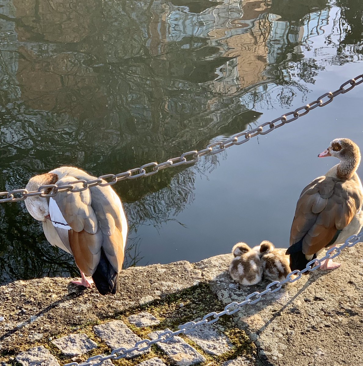 HolmesTW's tweet photo. Funny how ‘our’ Egyptian geese are totally chilled around people - but show them a dog and they go nuts #Wappingwildlife #Exerciseonly #stayathome https://t.co/HfVxqI7dCR