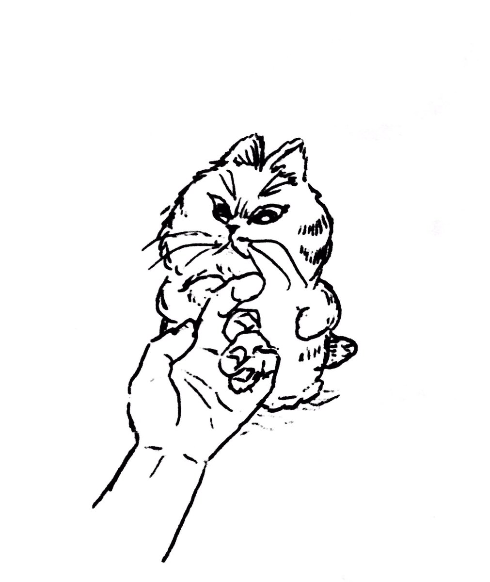 ネコ太郎 