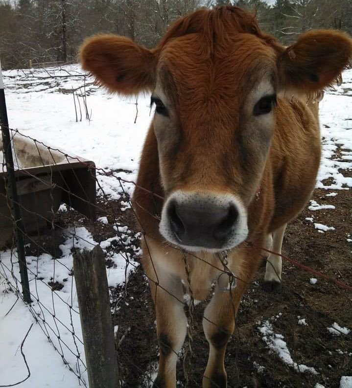 CowoftheDay1's tweet photo. 📅 27th March 2020
🐮 Clarence https://t.co/NigINm0Qnz