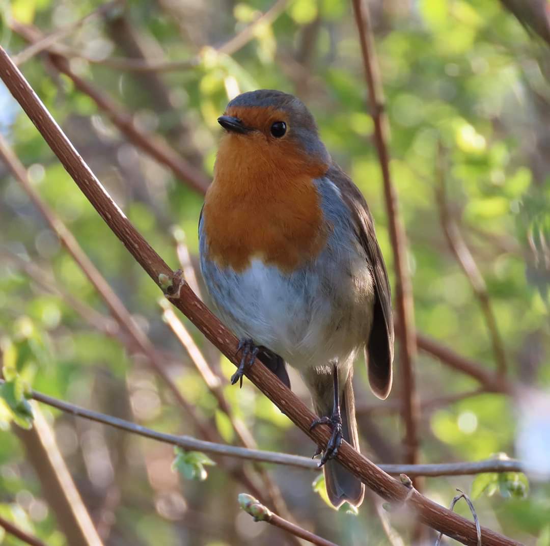 When did you last hear birds singing?  Let's engage with nature! We can build a community online and experience the natural world!
<a href="/sotonbiosci/">Biological Sciences</a> <a href="/BioSocSoton/">UoS BioSoc</a> #MResEvolution <a href="/unisouthampton/">University of Southampton</a> <a href="/UniofReading/">Uni of Reading</a> #BackGardenSafari #Dinosaur #minibeasts
facebook.com/groups/2496504…