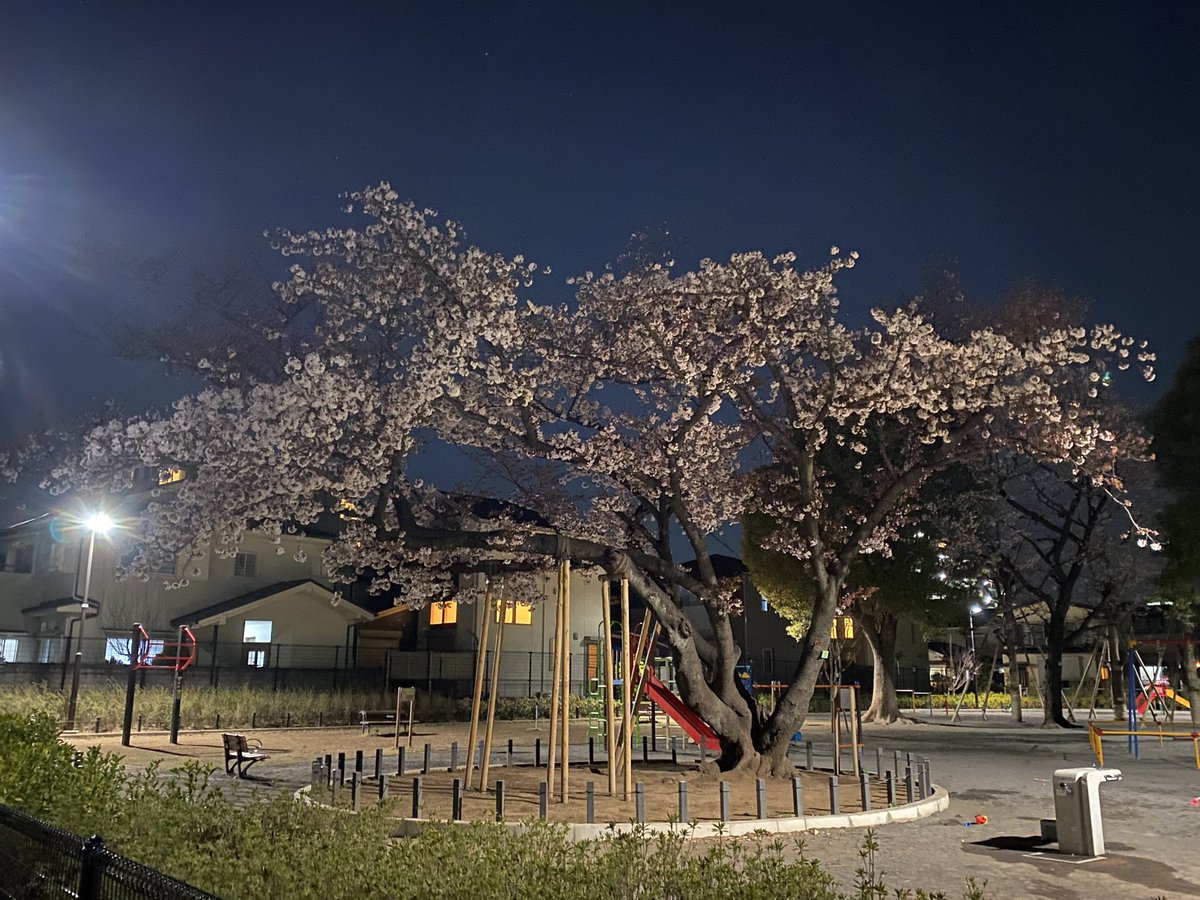 mixvoice440a's tweet photo. 近所の誰も居ない夜の公園の桜 https://t.co/I9E7TeFTcT