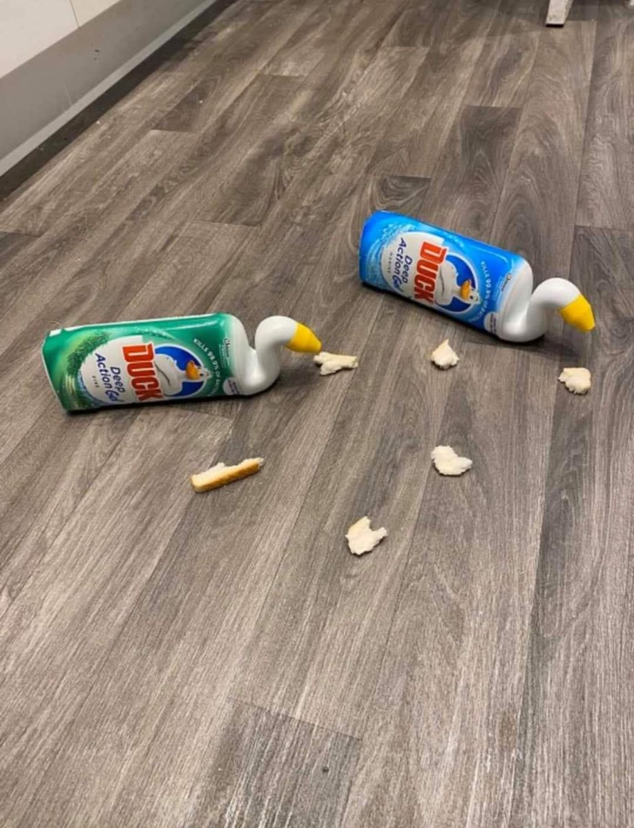 AndyDevs's tweet image. Daughter wanted to go and feed the ducks, #doingourbit #COVID2019