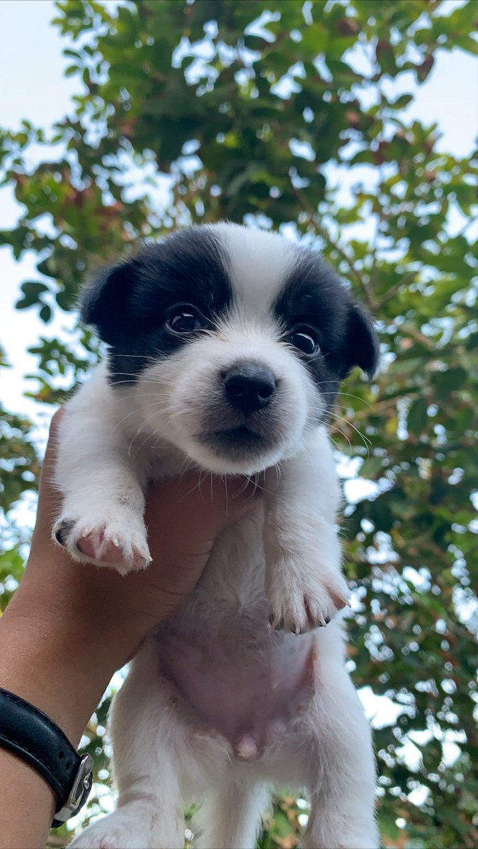 camilleantntteb's tweet photo. Meet Oreo, Maxi & Rocket 🤍🖤🤍🖤
#PakitaMoPetMo #japspitz https://t.co/X4axYHNc7e