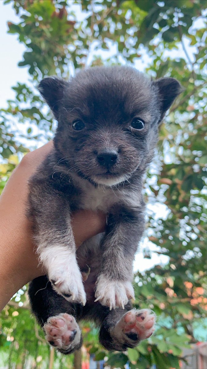 camilleantntteb's tweet photo. Meet Oreo, Maxi & Rocket 🤍🖤🤍🖤
#PakitaMoPetMo #japspitz https://t.co/X4axYHNc7e
