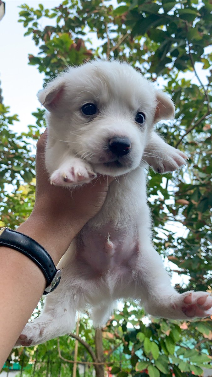 camilleantntteb's tweet photo. Meet Oreo, Maxi & Rocket 🤍🖤🤍🖤
#PakitaMoPetMo #japspitz https://t.co/X4axYHNc7e