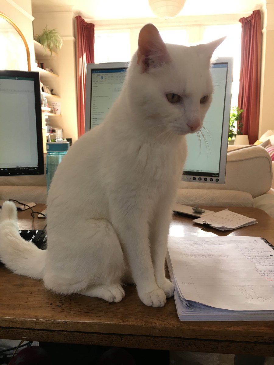 The joys and perils of working at the Miller Bourne home office! 
#homeworking #cats #StayHomeSaveLives #coronavirus