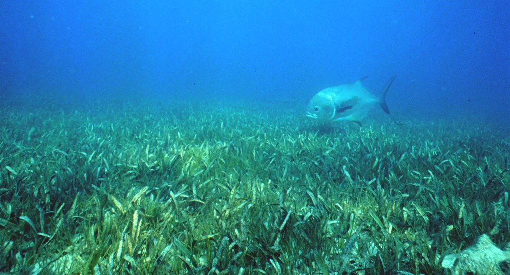 #funfactfriday Did you know Over a billion people live within 50 km of a #seagrass meadow?🌱🌎🌱
Millions of people obtain their protein from animals that live in seagrasses 🐟🦀🐙 
#SeagrassOceanRescue #FridayFeeling #marinebiology