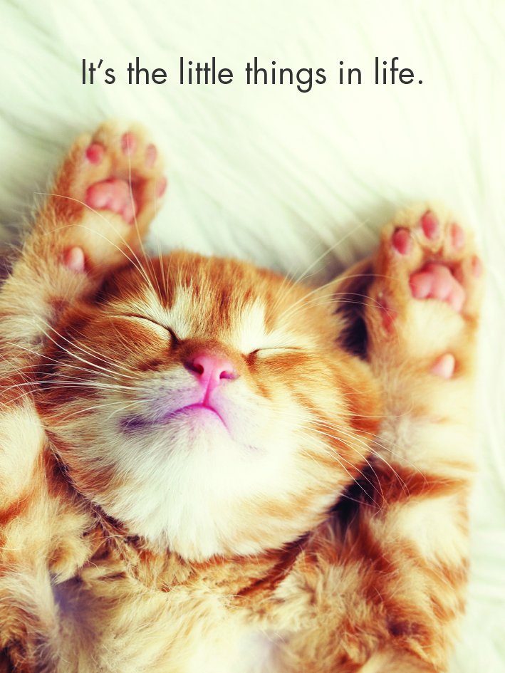 PosStuffProds's tweet image. What little things have made you smile today?  
Little Affirmation Card Pack - Kitten Tales
positivestuffproducts.com/shop/little-af…