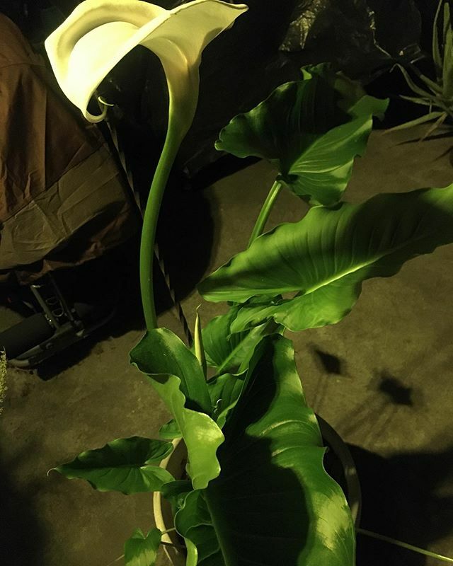 I can’t get enough of this peace Lily. It’s so perfect and it just magically appeared one day. I never planted this it just showed up one day out of the blue. And it makes me feel in awe of nature each time I see it. Tonight it’s sort of looks like a dra… ift.tt/2WM5iUY