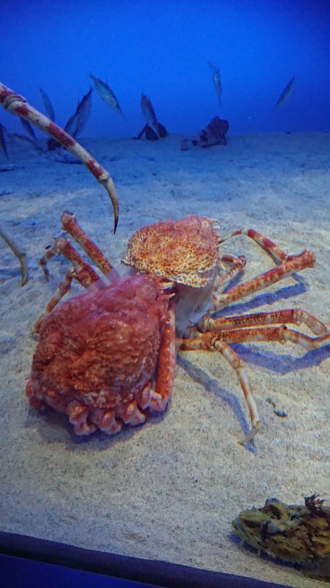鳥羽水族館で脱皮したてのカニがサメに食べられてしまう ソフトシェルクラブやんけ贅沢やな 野性の姿を垣間見れたのは良いこと Togetter 鳥羽水族館で脱皮したてのカニがサメに食べられてしまう ソフトシェルクラブやんけ贅沢やな 野性の姿を垣間見れたのは良いこと Togetter