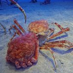 衝撃!! 水族館で【弱肉強食】の無情さを見た。あぁ…カニさん…