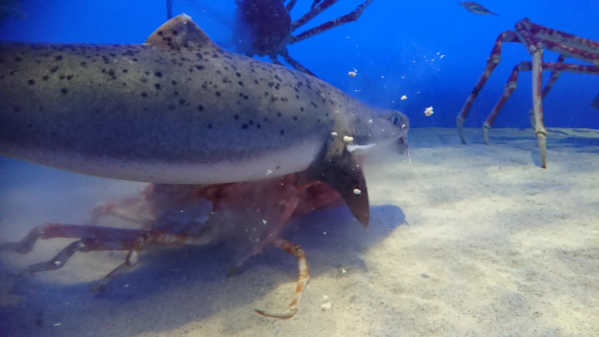 衝撃!!!! 水族館で【弱肉強食】の無情さを見た。あぁ…カニさん…
