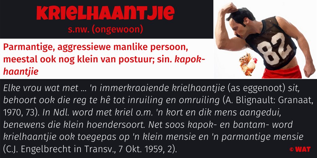 DieWoordeboek's tweet photo. Ken jy dalk 'n #krielhaantjie? #woordvandieweek #woordwys https://t.co/Msv5YPHMlo
