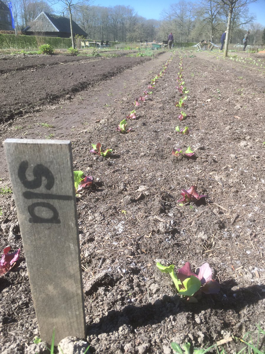De geplante groenteplanten maar met vliesdekentje toegedekt tegen de nachtvorst van de komende dagen