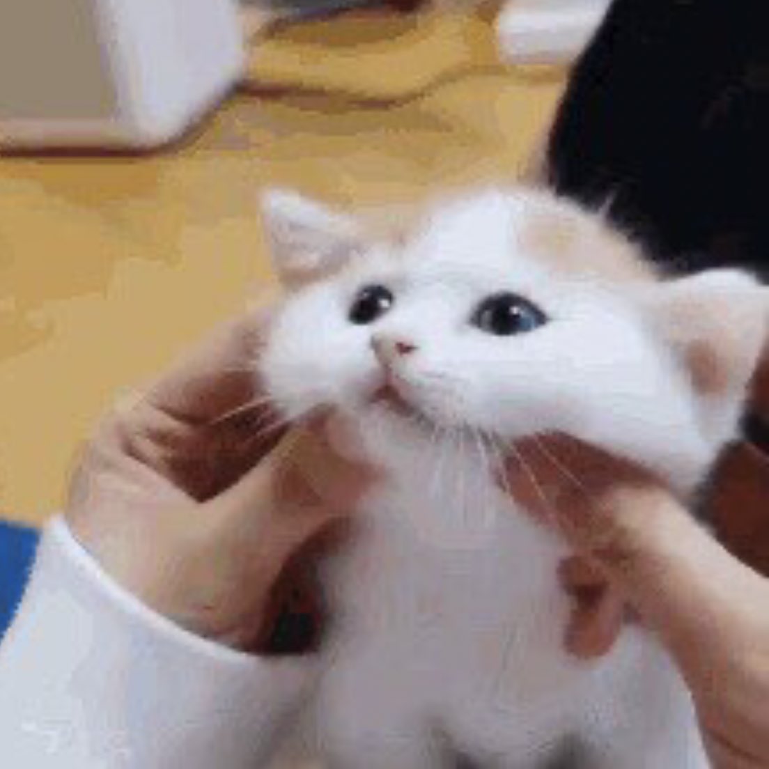 calicocat214's tweet photo. เหมียวน่ารักต้องโดนบู้บี้แก้ม https://t.co/ErpUv9q5PF