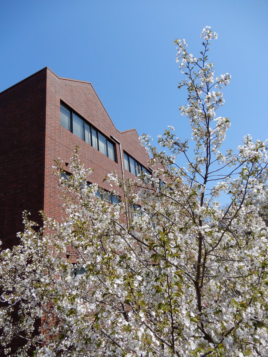 文教大学湘南図書館 湘南校舎に春が来た その1 桜が咲き始めました 山桜は満開になっているところもありますが 歩道橋の上の桜は五分咲きです ここ2 3日 花冷えのお天気ですね 春が来た 春から文教 文教大学 桜 文教大学湘南図書館 湘南校舎に春が来た その1 桜が咲き始めました 山桜は満開になっているところもありますが 歩道橋の上の桜は五分咲きです ここ2 3日 花冷えのお天気ですね 春が来た 春から文教 文教大学 桜