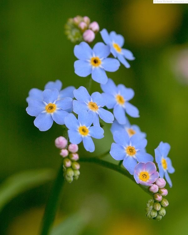 86/366 i don’t know what kind of flower you like but i think forget me nots fit you nicely