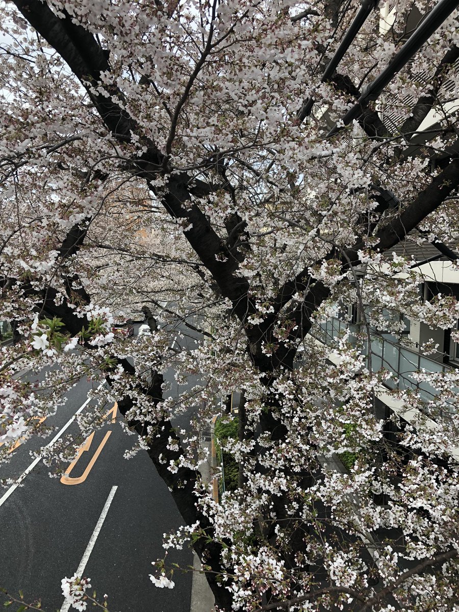 「ジムに行けず身体が鈍るので桜の咲く中野通りを歩く。立ち止まらずひたすら歩く。歩道」|きたがわ翔のイラスト