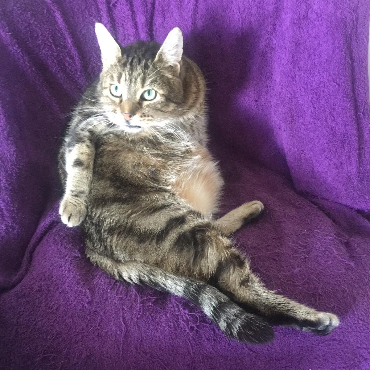 AssoMiniku's tweet photo. « Bah quoi? Tu te laves pas toi que tu me regardes comme si t’avais jamais vu un #chat faire sa #toilette? Si ! Bah nous aussi, allez donne la bouffe plutot que de me fixer ainsi avec un air hébété » 🤣😂 bonne #journée à tous 😘 #Gromit #cat #socialisation #adoptdontshop #fiv https://t.co/LN63RlTHtm