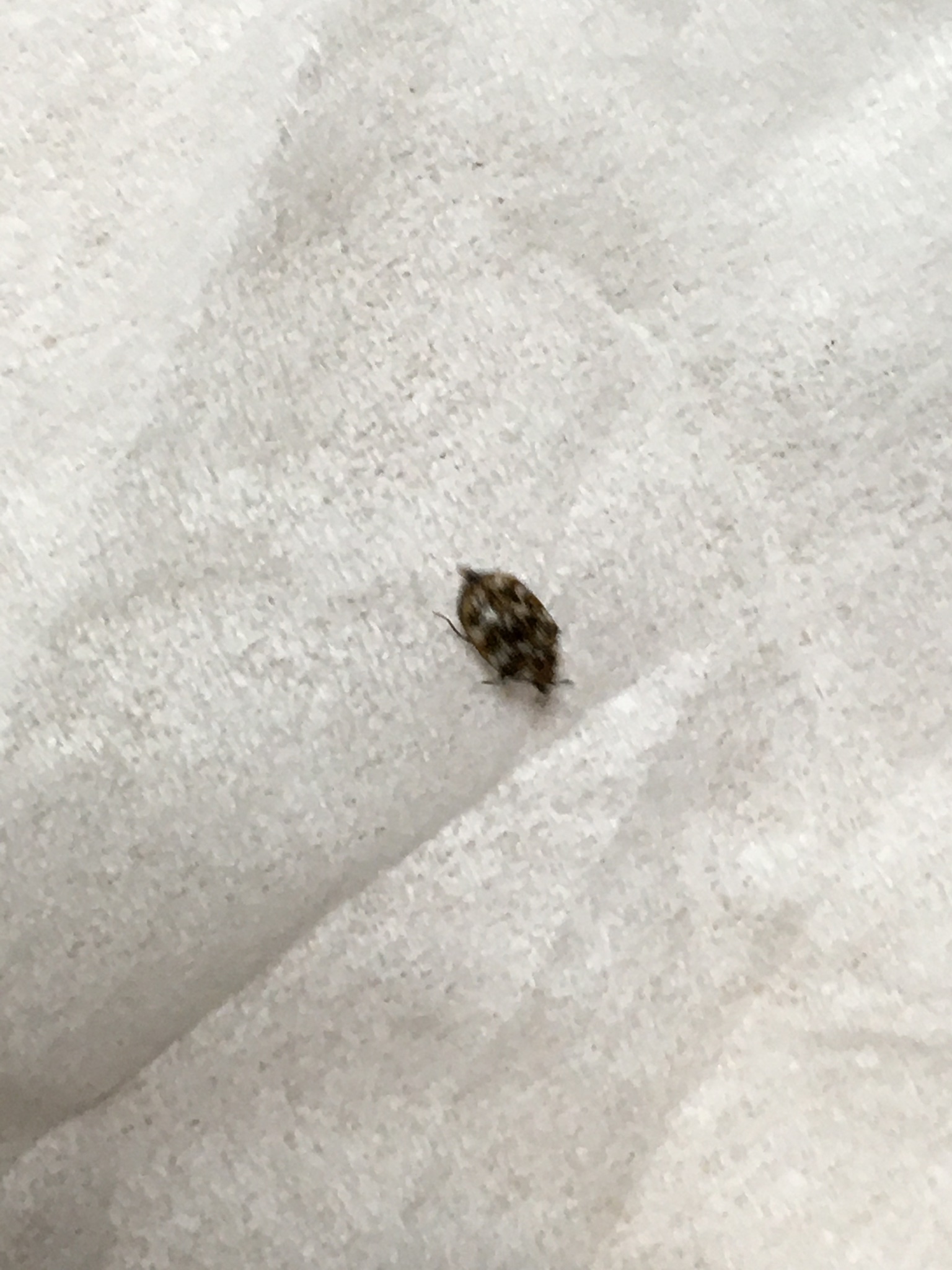 シンの字 うお ヒメマルカツオブシムシか 紛れ込んだだけならいいが 卵うんで幼虫がわくと乾物や羊毛食われるんだよな コイツ 除虫防虫しないとでござるなぁ T Co Lyaiwxvwcx Twitter