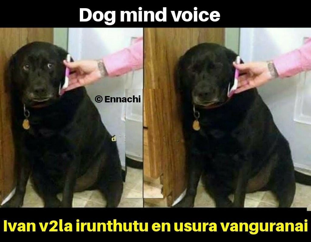IWasHighThatDay's tweet photo. Pet sitharavathaihal https://t.co/AZrKTlTprv