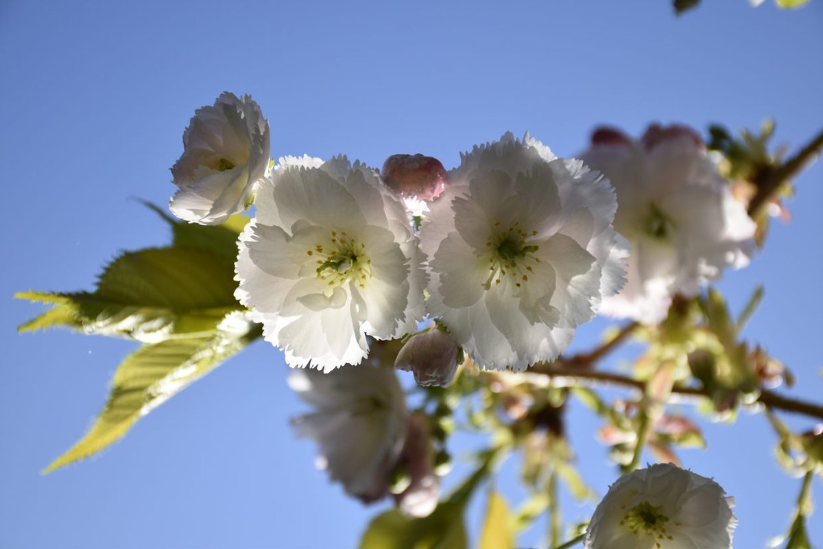 nationaltrust's tweet image. Each year we wait in anticipation of blossom season.

During these uncertain times, we want to bring blossom to where you are in the hope that it will lift your spirits. Use #BlossomWatch to share joy and photos with others who can’t see blossom for themselves right now.
