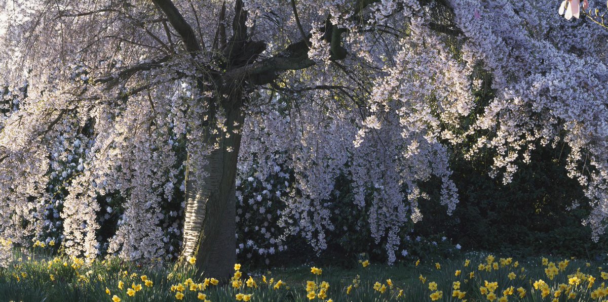 nationaltrust's tweet image. Each year we wait in anticipation of blossom season.

During these uncertain times, we want to bring blossom to where you are in the hope that it will lift your spirits. Use #BlossomWatch to share joy and photos with others who can’t see blossom for themselves right now.
