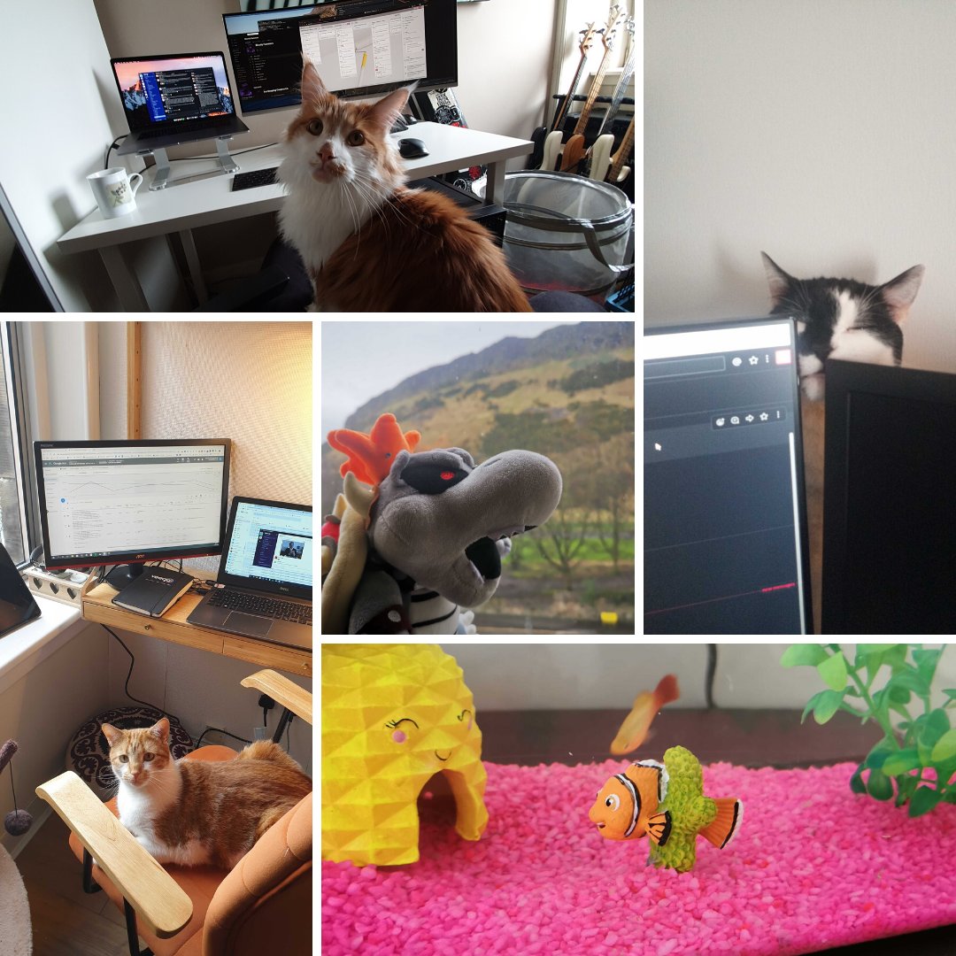 _digitalsix's tweet photo. What a few weeks! We've got some #TeamD6 newbies to introduce now we're all WFH 🐕🐈🐼🐟Meet our new helpers!
#wfh #allinthistogether #staysafe https://t.co/O5fcEOifbL