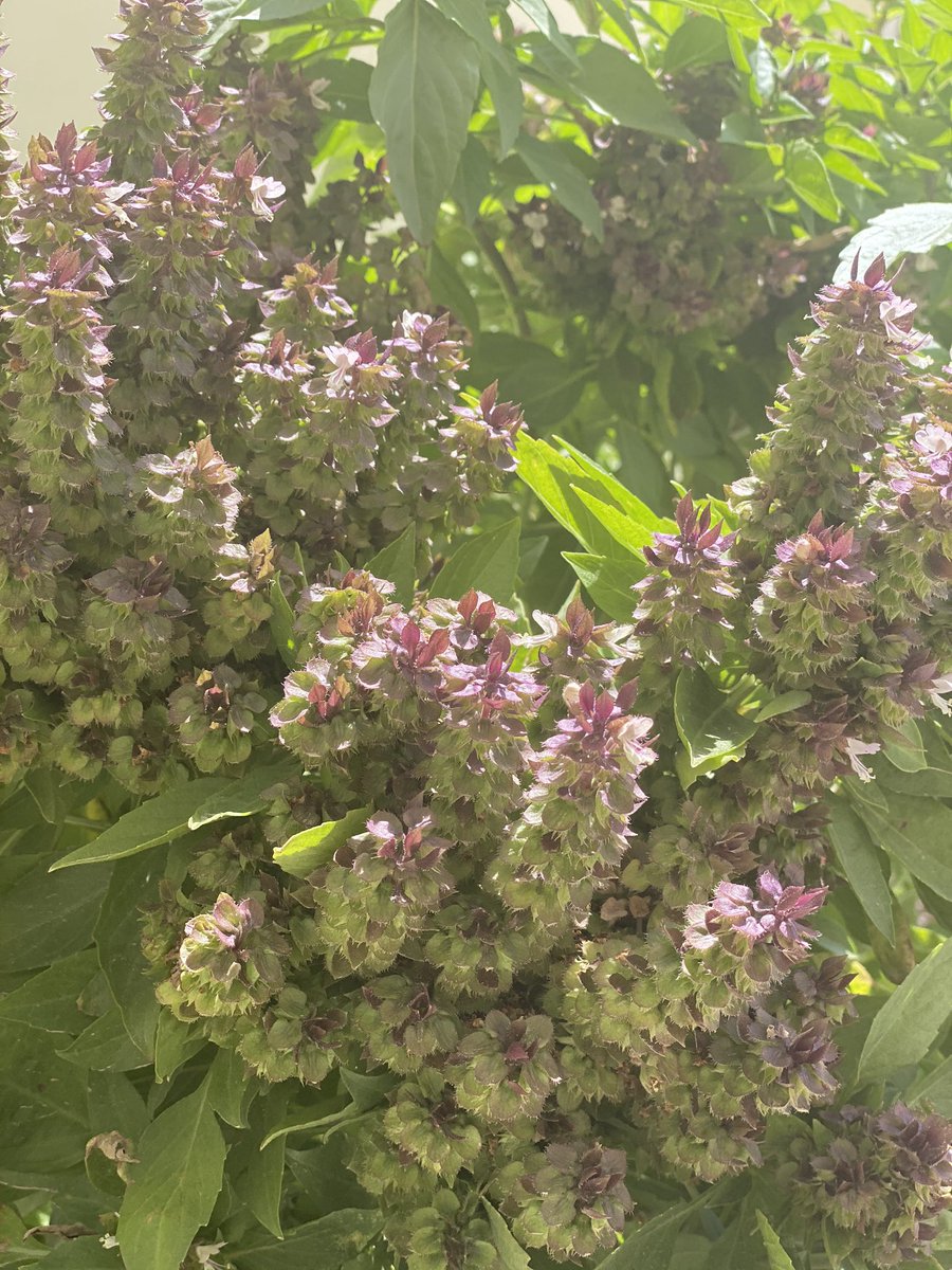 رينا العجب في شهر رجب 
وسنرى الامان في شهر شعبان 
وسنحضى بالرضوان في شهر رمضان 
            باذان الله ...🤲🏻