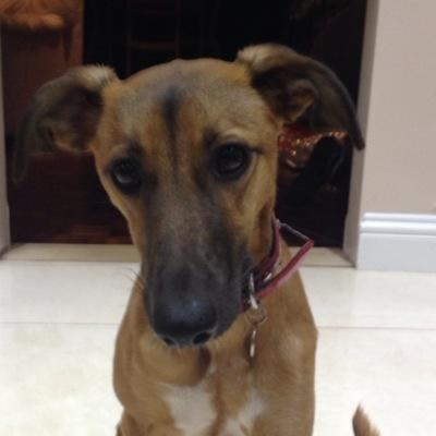 MissingPetsGB's tweet photo. 🐕 while out on your exercise, keep  beautiful #missing RUBY in your minds
 #RubyisstillMissing
#wheresRuby
#NeverGiveUpOnADogEver 
#FindRubyFriday https://t.co/kd7grrFPWP