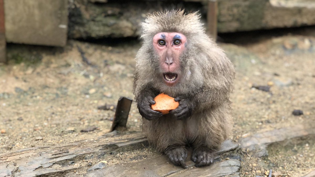 ニホンザルの、この口開けてる顔が、喜んでるように見えるヒトが一部いるようなので再掲しますが、これはマジ切れの顔です。 『ニンジンよっしゃぁぁああ！！！』  の顔じゃないです。 『こっち見んな』 の顔です。 ご褒美です。(舟橋) #ヤクシマザル #リナリア, image size:1200x675