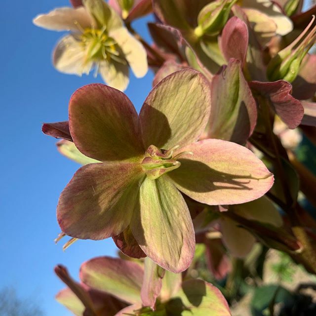 fieldandbloom's tweet photo. Love this hellebore flower as it’s gone to seed. It was a creamy pink colour (also nice) but the green with dusky pink edges is pretty special I think. 
Watching the changes in flowers as they open and go to seed is one of the many delights of flower far… https://t.co/d9ymVEG7ty https://t.co/xCmx9cmhw2