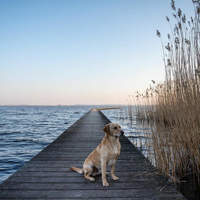 M'n onvoorwaardelijke vriend 🦮❤️.
.
.
.
#nikonz6 #nikon #nikonphotography #dog #dogsofinstagram #doglover #dogstagram #hond #hondenvaninstagram #instadog #labrador #labradorsofinstagram #labstagram #instalab #labs #max #drenthe #mooidrenthe #zuidlare… ift.tt/3bvUM8s