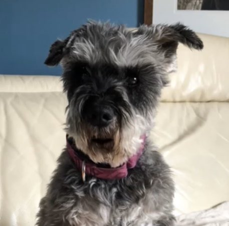 Simply awesome! In these uncertain times, here is some much needed perspective from our four legged friend, Pluto... bit.ly/2xoWABs