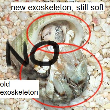 تويتر \ Tony_Coenobita على تويتر: "Say No To Surface Molt!!❎ Surface Molt  Is Not A Proper Molt. It Is Very Dangerous If Land Hermit Crabs Surface  Molted, They Will Be Bothered By تويتر \ Tony_Coenobita على تويتر: "Say No To Surface Molt!!❎ Surface Molt  Is Not A Proper Molt. It Is Very Dangerous If Land Hermit Crabs Surface  Molted, They Will Be Bothered By