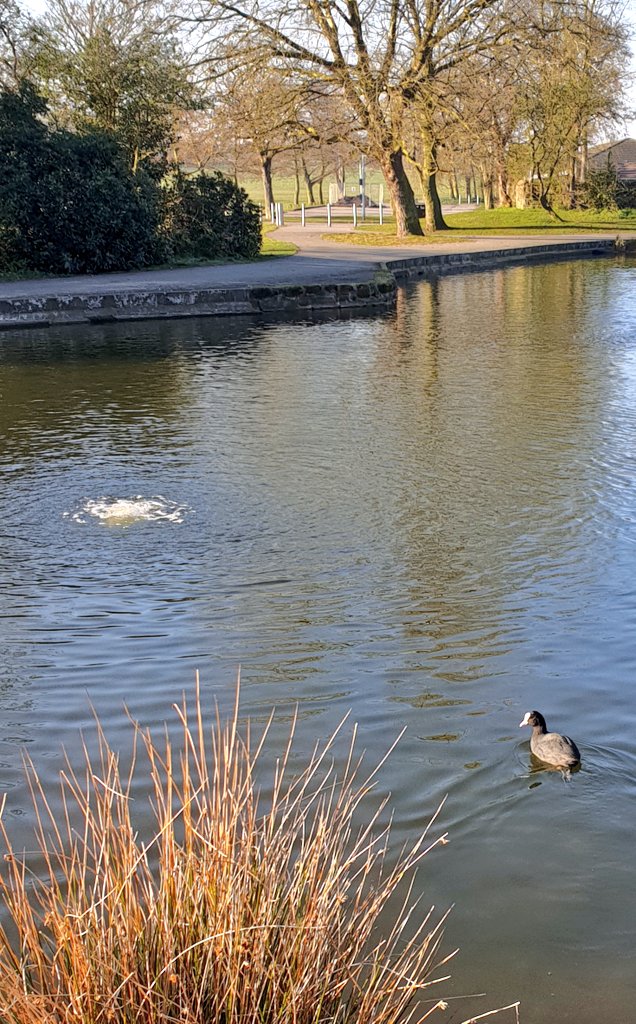 Rina_Sowler's tweet photo. #OneOutdoorRunADay 🏃♀️❤
#SocialDistancing 🦆...🦆...🦆
and a lonesome moorhen 🤪
#StayStrongStayWell https://t.co/3daQaNUrK9