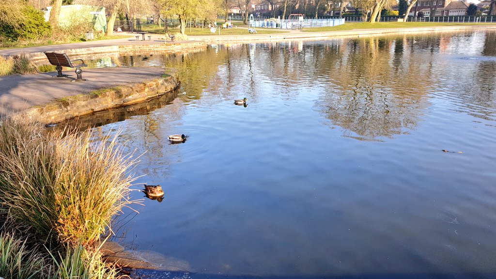 Rina_Sowler's tweet photo. #OneOutdoorRunADay 🏃♀️❤
#SocialDistancing 🦆...🦆...🦆
and a lonesome moorhen 🤪
#StayStrongStayWell https://t.co/3daQaNUrK9