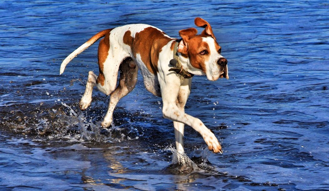 @SportsBreakfast @mikeparry8 Oh to be back on the Cornish coast! #englishpointer