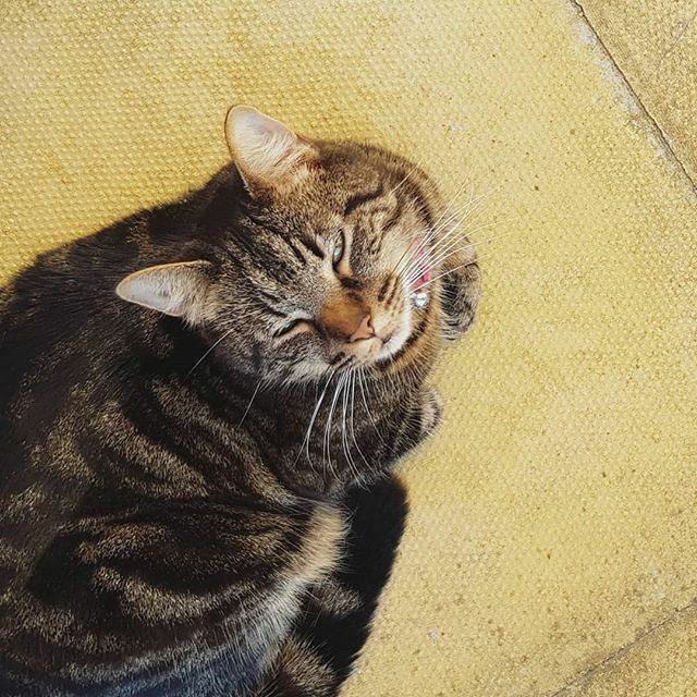 JessAndTheBee's tweet image. He's been my garden buddy, nibbling my arm til I fetch some toys to toss for him in the grass. 😭😭 ift.tt/2UmkmXF